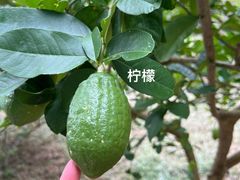 -广州神农草堂中医药博物馆