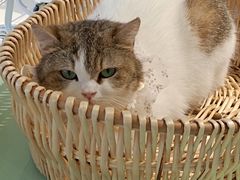 -怪兽屋·羊驼·猫咖·狗咖(俊华广场店)