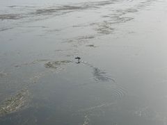 -微山湖红荷湿地景区