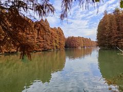 -上海海湾国家森林公园