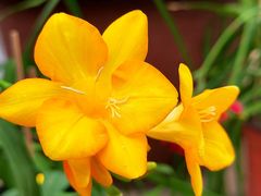 -国家植物园南园