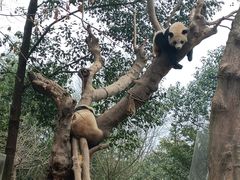 -都江堰中华大熊猫苑