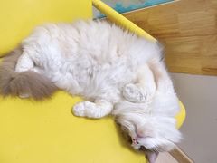 -猫在这儿猫咪咖啡馆·撸猫馆