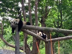 -都江堰中华大熊猫苑