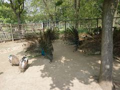-东平国家森林公园