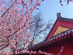 -桃花堤公园
