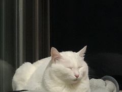 -鹅堂·荣昌卤鹅(学田湾店)