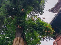-洛阳白马寺