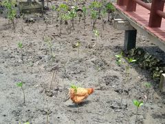 -东寨港红树林旅游区