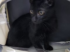 -瑞派动物医院·猫专科·至诚(江南中分院)