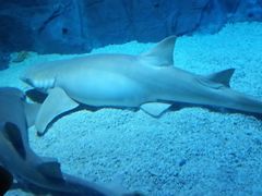 -烟台海昌鲸鲨海洋公园