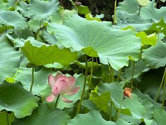 -成都杜甫草堂博物馆