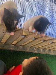 -萌宠亲子动物乐园(槐房万达店)