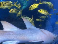 -太平洋海底世界