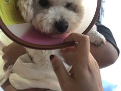 -爱侣宠医·鹦鹉专科·小型哺乳类·异宠专科(灵石路店)