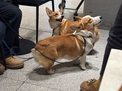 -麦当劳(郑州正弘城店)