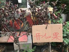 -龙大花卉苗木市场