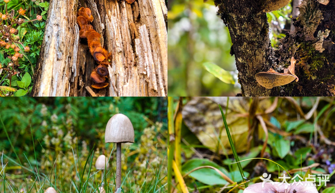 产后3个月高原徒步普达措～80块🎫不亏