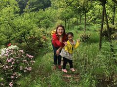 -铁山坪森林公园