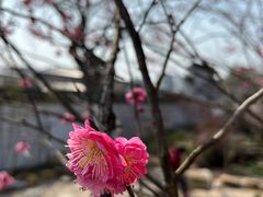 -无锡梅园公园