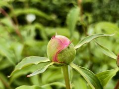 -黑龙江省森林植物园