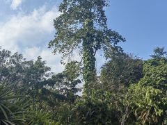 -广西壮族自治区药用植物园