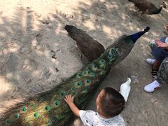 -燕塞湖鸟语林景区
