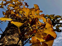 -白鹭湾湿地公园