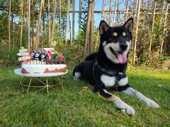 -前小桔亲子创意农场·草莓采摘·露营烧烤