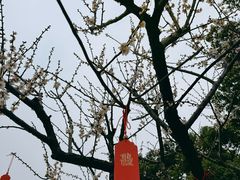 -香雪海