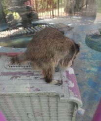 -萌宠亲子动物乐园(槐房万达店)