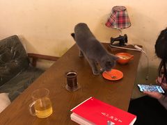 -猫色咖啡·猫咖