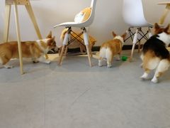-汪说·狗咖(旺城大厦店)
