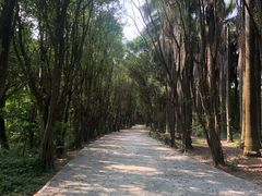 -大湾区中央湿地公园