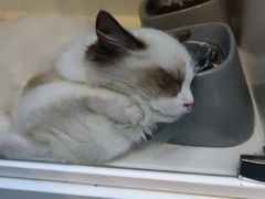 -萌兽医馆·眼科·异宠专科(三里屯店)