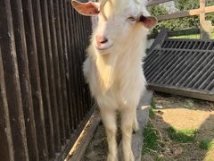 -田园东方蜜桃村的田野营地