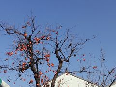-北寺塔