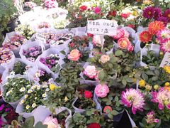 -苏州市皮市街花鸟工艺品市场