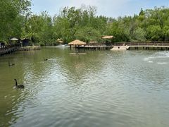 -溱湖国家湿地公园