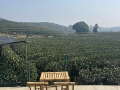 -龙坞茶村