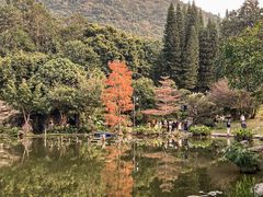-深圳仙湖植物园