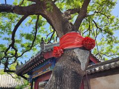 -蓬莱阁景区