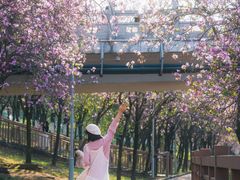 -广东花都湖国家湿地公园