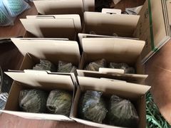 -南汇新场正宗水蜜桃采摘