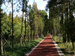 -上海长兴岛郊野公园