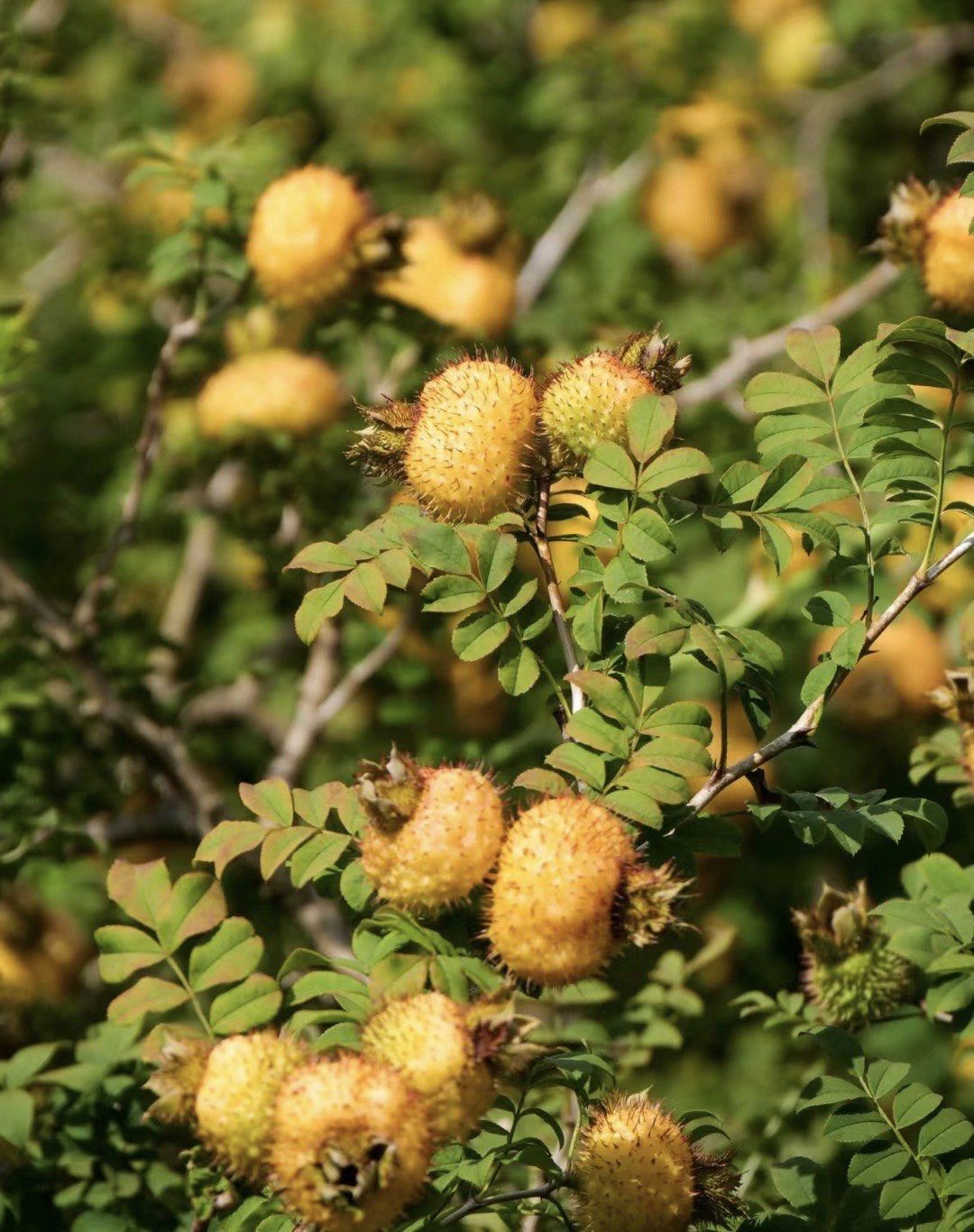 刺梨有人吃过吗