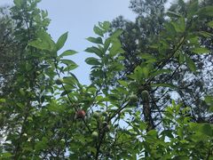 -铁山坪森林公园