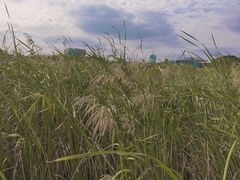 -鹦鹉洲湿地公园