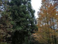 -山王坪喀斯特国家生态公园