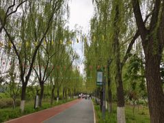 -大兴滨河森林公园